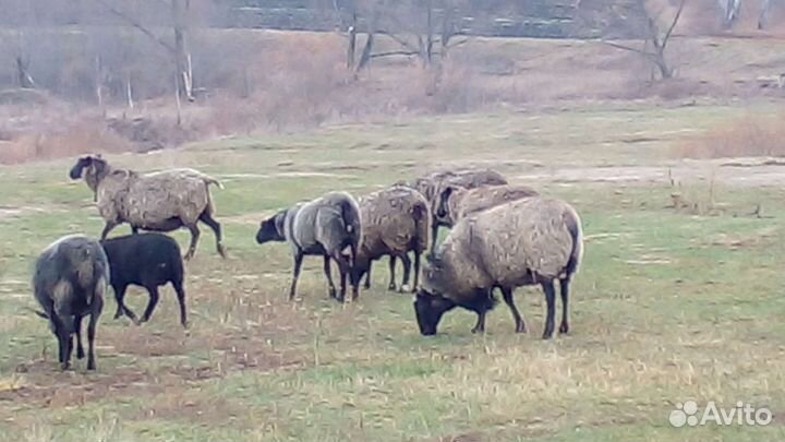 Романовские
