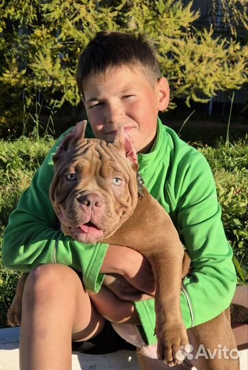 Американский булли покет