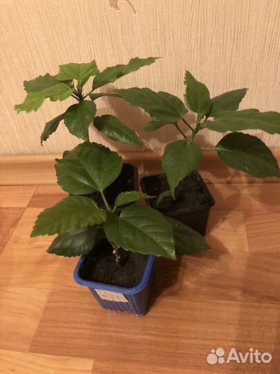 Китайская роза