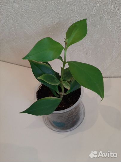 Эсхинантус