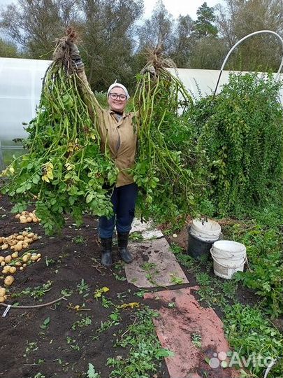 Картофель Сарпо Аксона, Сарпо Уна, Сарпо Книфли