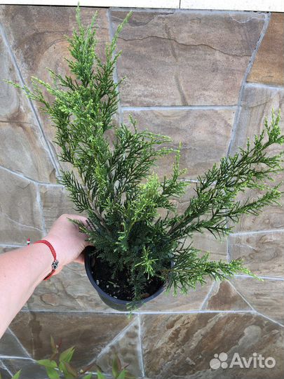 Минт джулеп