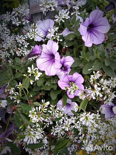 Эуфорбия (молочай)