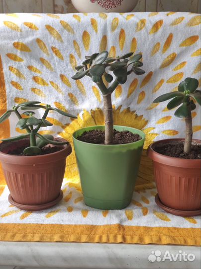 Крассула толстянка