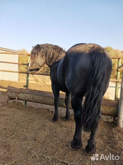 Лошадь жеребец