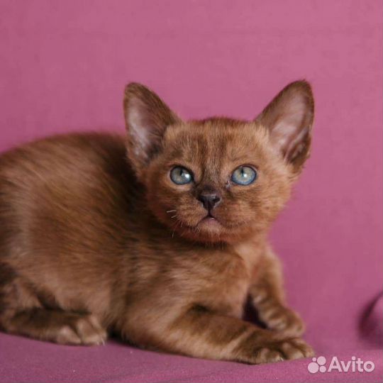 Европейская бурма котята