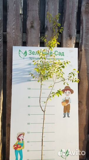 Саженцы 3 плодовых дерева