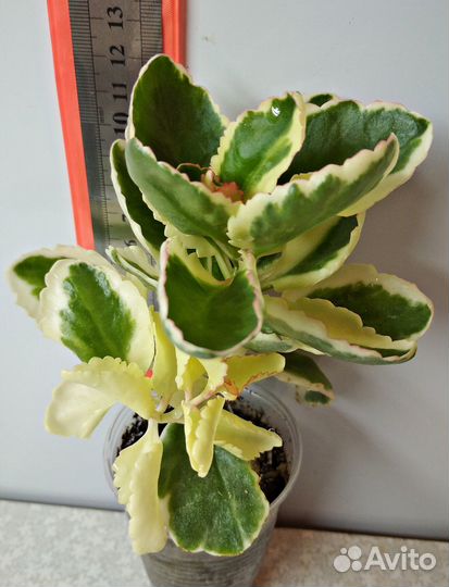 Каланхоэ blossfeldiana f. variegata