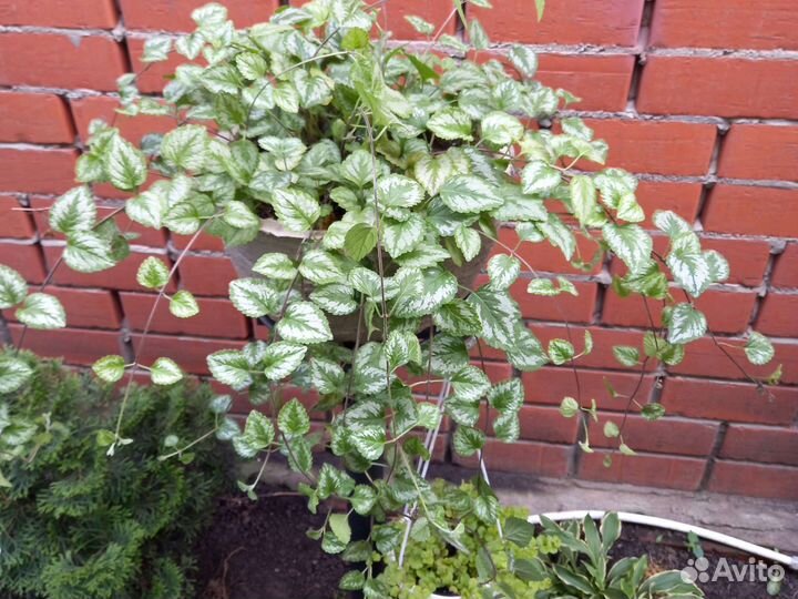 Яснотка ампельная и пион