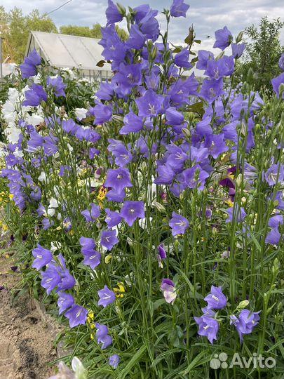 Колокольчик