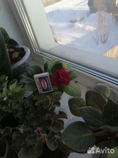 Фиалки продажа