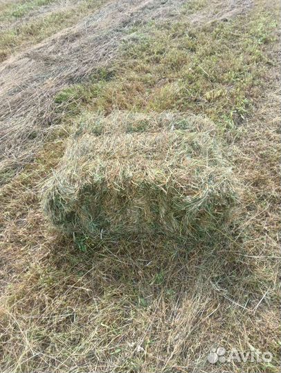 Сено в тюках(кипах),рулонах и мешках