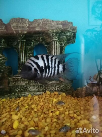 Аквариумные рыбы бесплатно