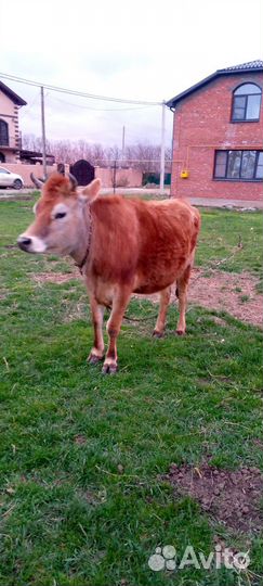 Джерсейская корова