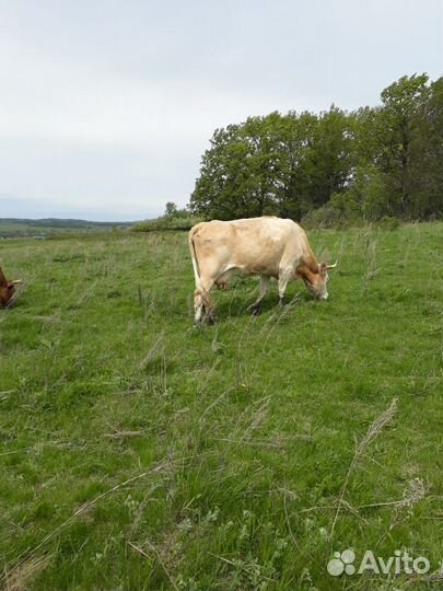 Корова дойная