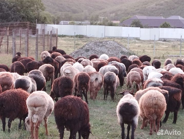 Овцы бараны Эдельбаевские