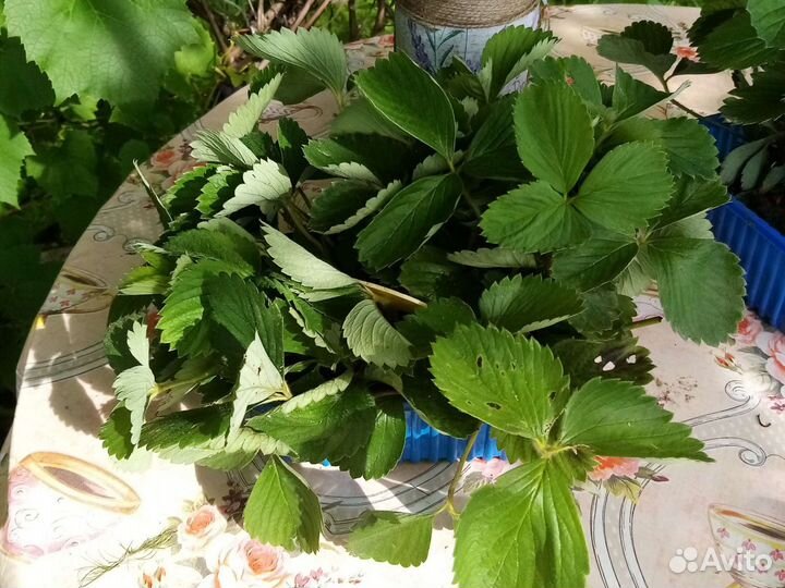 Рассада клубники