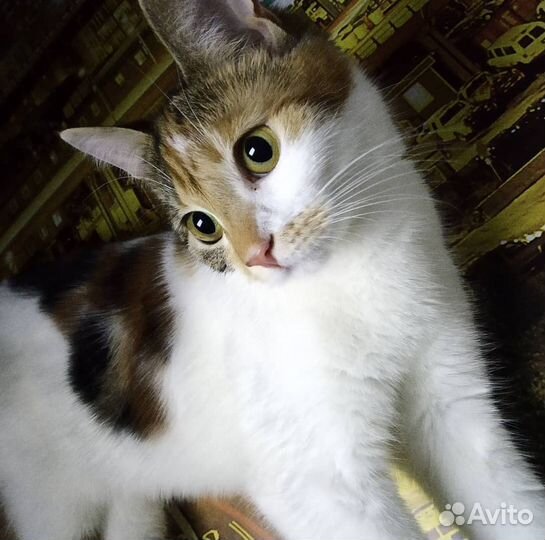 Кошка