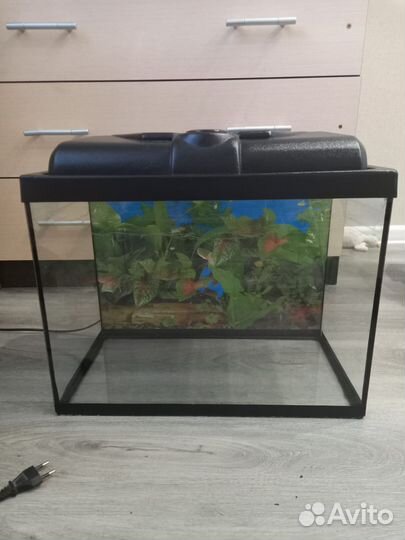 Аквариум