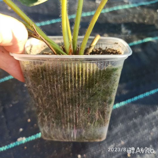 Клубника ранняя, среднего срока созревания