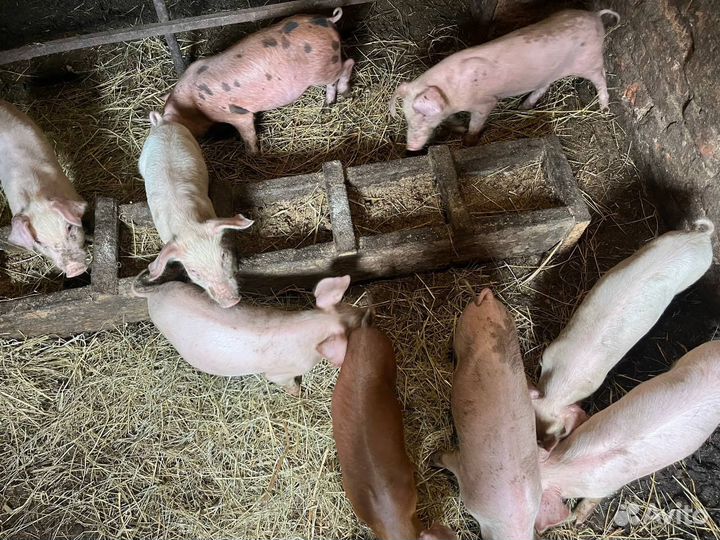 Поросята мясной породы