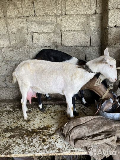 Зааненская дойная коза с козленком
