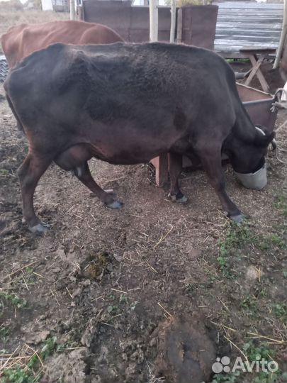 Коровы и телки стельные