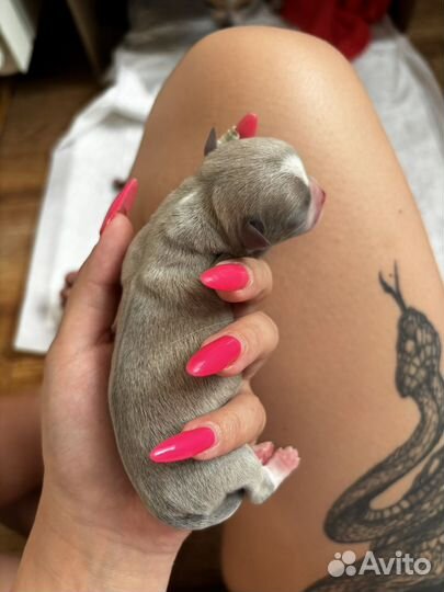 Щенки чихуахуа