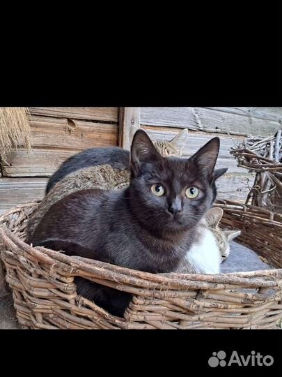 Молодые кошечки