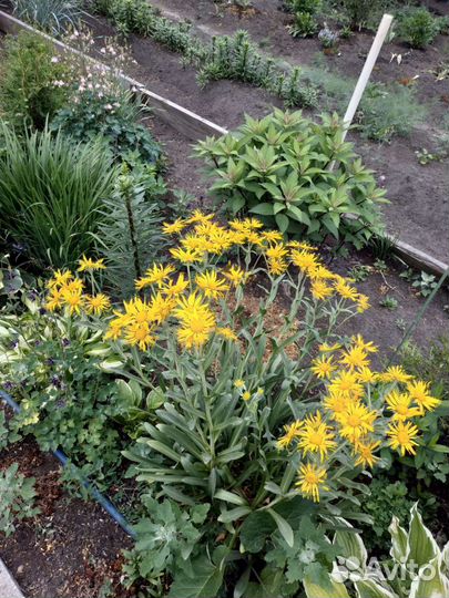 Многолетники, можжевельник,аралия манжурская