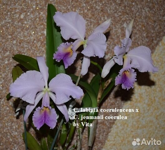 Орхидея каттлея сортовая