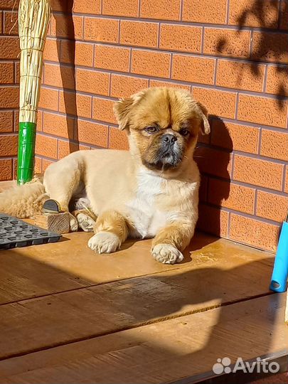 Вязка пекинес