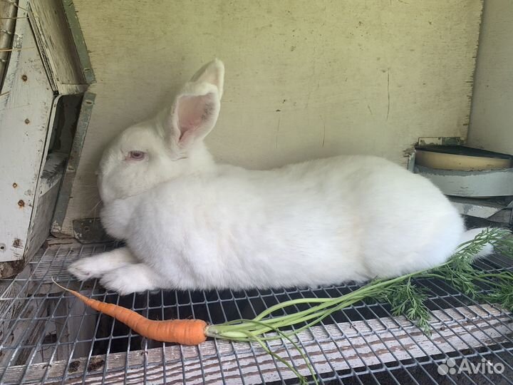 Кролики нзб, Калифорния