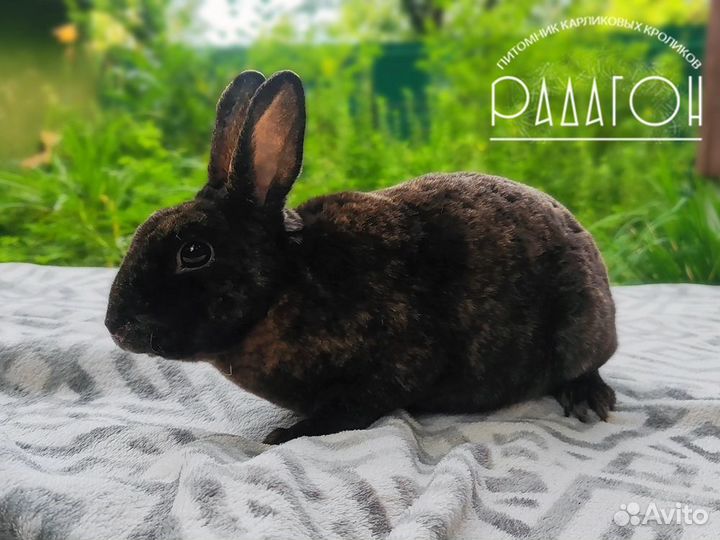 Карликовые кролики из племенного питомника