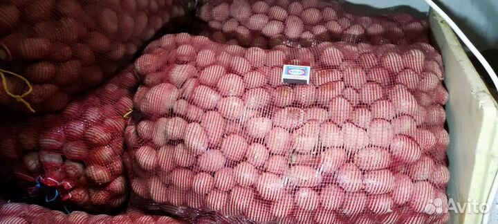 Продам жёлтый семенной картофель