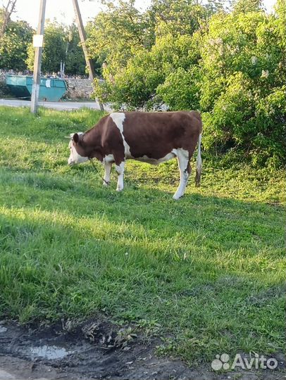 Корова и телка