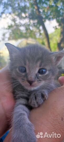 Котята русская голубая (метис)