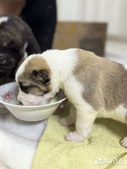 Алабай щенок мальчики,девочки