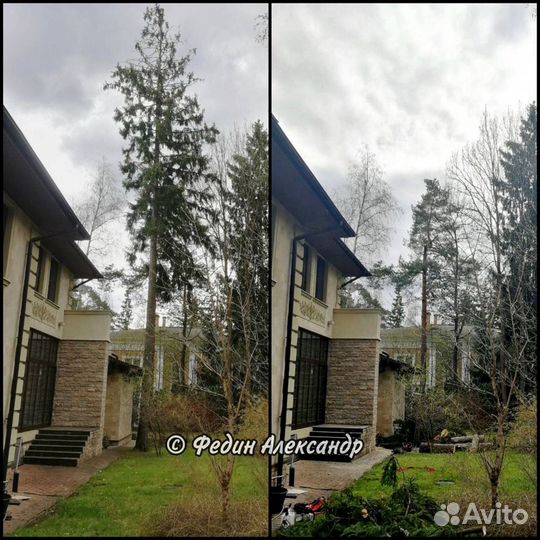 Удаление, спил, вырубка деревьев на участке