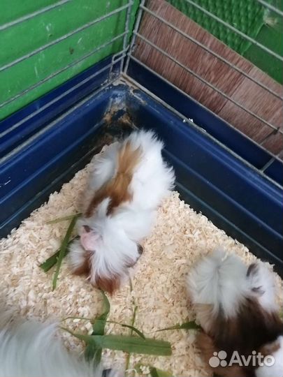 Морская свинка