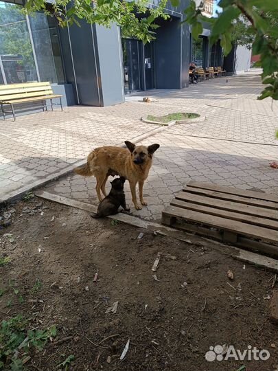 Щенки в добрые руки