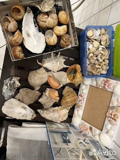 Ракушки для творчества
