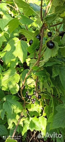 Черная смородина ягода свежая