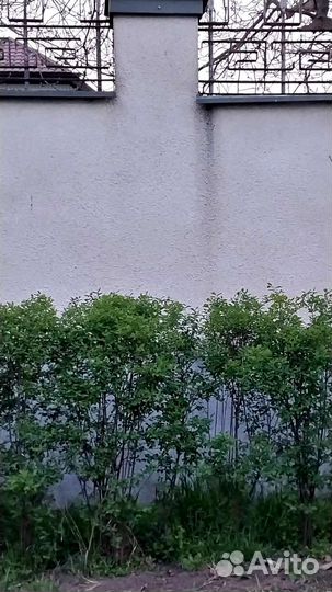 Кусты (спирея)