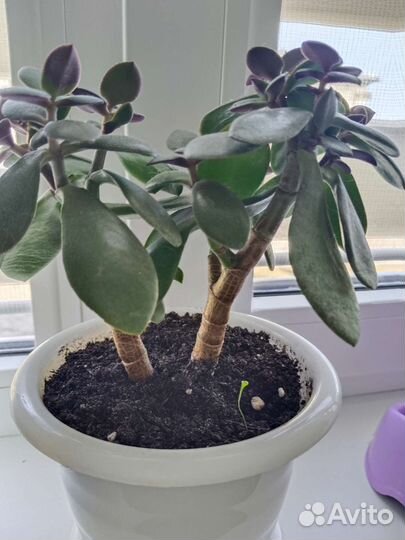 Толстянка,денежное дерево