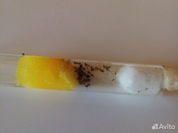 Формикарий, матка, муравьинная ферма, муравьи