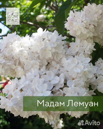 Саженцы Сирени