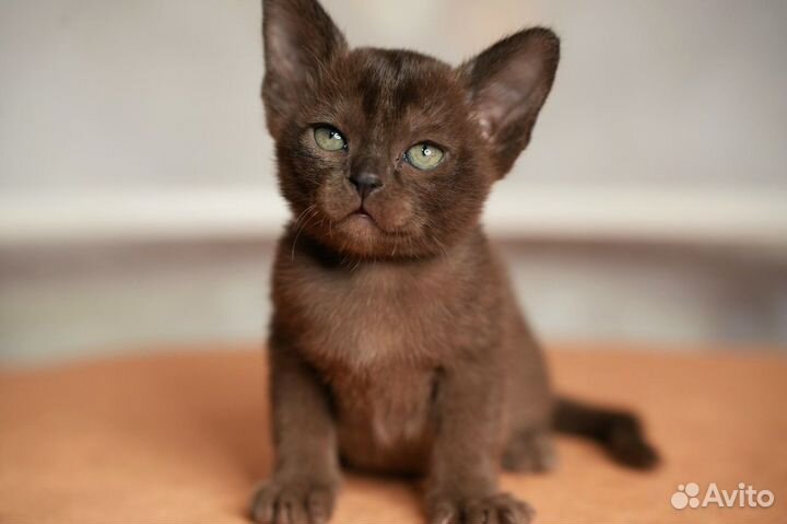 Бурманские котята
