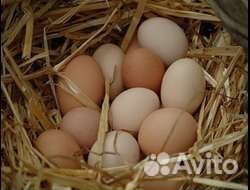 Яйцо бройлера Кобб 500, цыплята 24.05