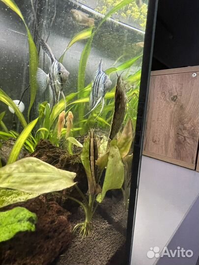 Аквариум